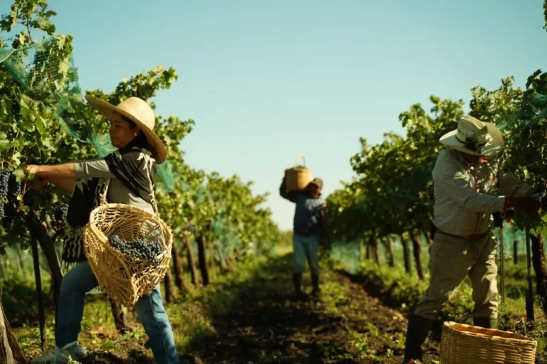 El ciclo del viñedo en México- Cómo cambia la producción cada temporada